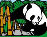 Disegno Orso panda con bambù  pitturato su Matteo