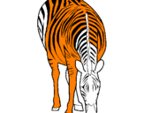 Disegno Zebra  pitturato su .giusèppè