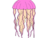 Disegno Medusa  pitturato su Sara