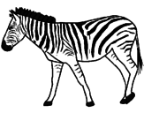 Disegno Zebra  pitturato su indie