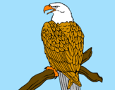 Disegno Aquila su un ramo pitturato su sasi petrazzuolo 21 11 98