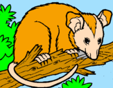 Disegno Scoiattolo Possum marsupiale pitturato su antonio