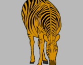 Disegno Zebra  pitturato su margarita
