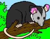 Disegno Scoiattolo Possum marsupiale pitturato su dadì