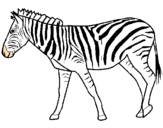Disegno Zebra  pitturato su kaki