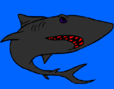 Disegno Squalo pitturato su squalo nero