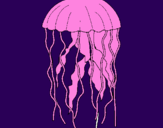 Disegno Medusa  pitturato su elia drudi