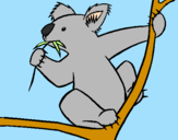Disegno Koala  pitturato su vale