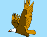 Disegno Aquila in volo  pitturato su  vale e andrea