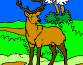 Disegno Cervo adulto  pitturato su vincent