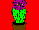 Disegno Cactus fiorito  pitturato su LORIS
