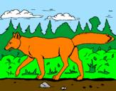 Disegno Coyote pitturato su simone