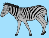 Disegno Zebra  pitturato su DOMENICO CARBONE