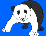 Disegno Orso panda  pitturato su alessia r.