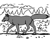 Disegno Coyote pitturato su ricardo