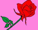 Disegno Rosa  pitturato su alessia  
