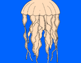 Disegno Medusa  pitturato su drago luca