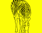 Disegno Zebra  pitturato su keoma