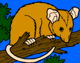Disegno Scoiattolo Possum marsupiale pitturato su daniele