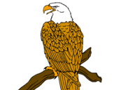 Disegno Aquila su un ramo pitturato su antonio