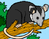 Disegno Scoiattolo Possum marsupiale pitturato su Dede