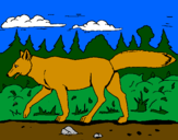 Disegno Coyote pitturato su marco