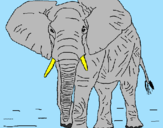 Disegno Elefante  pitturato su victoria