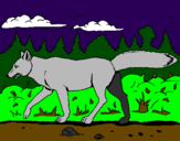 Disegno Coyote pitturato su emma