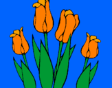 Disegno Tulipani  pitturato su aurora