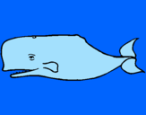 Disegno Balena blu pitturato su matteo