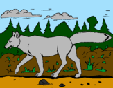 Disegno Coyote pitturato su lupo