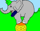 Disegno Elefante sulla palla  pitturato su ASSIA