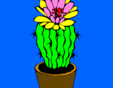 Disegno Cactus fiorito  pitturato su mikaela