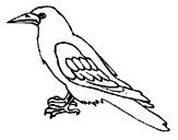 Disegno Corvo  pitturato su corvo