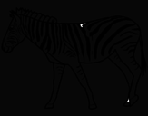Disegno Zebra  pitturato su keoma