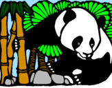 Disegno Orso panda con bambù  pitturato su paru