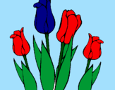 Disegno Tulipani  pitturato su una este importanta