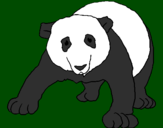 Disegno Orso panda  pitturato su Rosy