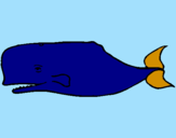 Disegno Balena blu pitturato su rachele