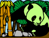 Disegno Orso panda con bambù  pitturato su STEFANO