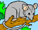 Disegno Scoiattolo Possum marsupiale pitturato su alessia