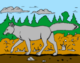 Disegno Coyote pitturato su jose