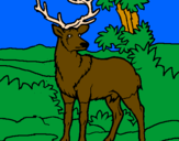 Disegno Cervo adulto  pitturato su lorenzo