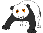 Disegno Orso panda  pitturato su roberto r.