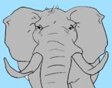Disegno Elefante africano pitturato su antonio