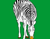 Disegno Zebra  pitturato su Alberto