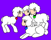Disegno Pecore pitturato su Laura