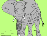 Disegno Elefante  pitturato su andrea