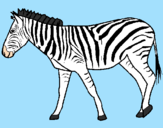 Disegno Zebra  pitturato su ALESSANDRO