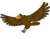 Disegno Falco  pitturato su Aquila Mati